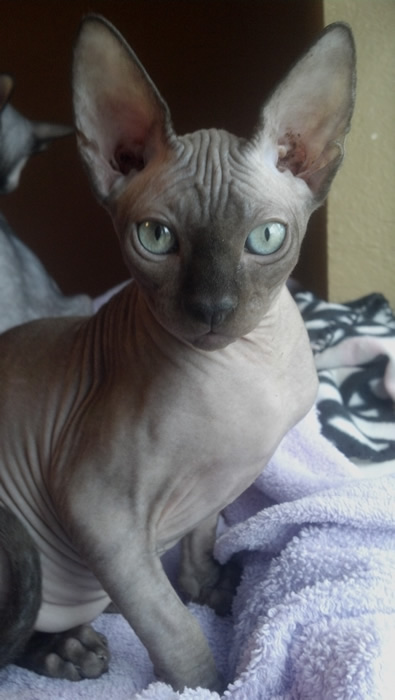 Chocolate Male Sphynx